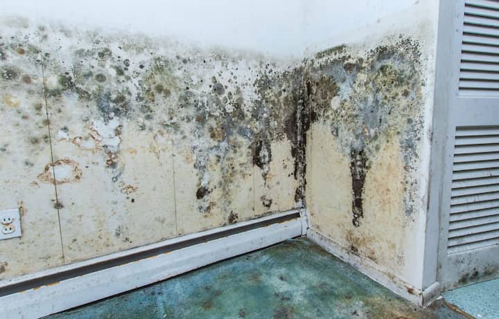 residential mold removal experts in Brunswick